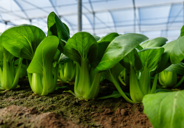 pak choi